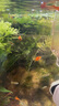 水草套餐三角莫斯淡水松茸火焰垂淚莫斯前景草沉木魚(yú)缸水族箱造景 散裝莫斯50g 送膠水綁線(xiàn) 曬單實(shí)拍圖