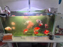 貝初眾魚缸自動喂食器大小型魚烏龜定時喂魚器魚食投喂器喂食圈智能喂魚 全新4擋自動喂食【100ml食盒】 智能定時 精準定量 曬單實拍圖