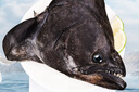賣(mài)魚(yú)七郎 格陵蘭超大鰈魚(yú)頭1.5斤 深海鴉片魚(yú)頭比目魚(yú)頭海鮮水產(chǎn)魚(yú)類(lèi) 曬單實(shí)拍圖