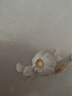 紫白皮蒜水果大蒜超市即食生鮮蔬菜大蒜 特價(jià)帶箱 1斤 單果3.5-5cm 曬單實(shí)拍圖