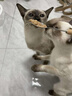 秘魯進(jìn)口蒸汽魚粉高蛋白飼料養(yǎng)殖喂雞鴨鵝豬蝦獸用禽畜釣魚骨粉 散裝進(jìn)口魚粉5斤裝 曬單實(shí)拍圖