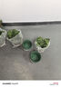 雙盟綠蘿盆栽除甲醛花卉綠植辦公室180款加侖自吸水盆8盆裝源頭直發(fā) 曬單實(shí)拍圖