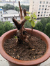 黃荊樁老樁黃荊盆景熟樁樹(shù)樁根雕舍利黃荊室內(nèi)綠植辦公室盆栽庭的 小號(hào)舍利老樁隨機(jī)發(fā) 不含盆 曬單實(shí)拍圖