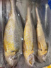 森農樂(lè )舟山大黃魚(yú)禮盒深海黃花魚(yú)生鮮鮮活冷凍冰鮮水產(chǎn)海鮮年貨禮包商用 2條無(wú)禮盒【每條凈重1.4斤】 曬單實(shí)拍圖