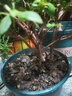 四季開(kāi)花 西洋杜鵑花苗盆栽室內庭院植物紫杜娟花樹(shù)映山紅帶花苞 紅杜鵑6年苗（帶花苞） 不帶盆 曬單實(shí)拍圖