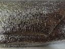 京喜加帶魚(yú)段中段冷凍魚(yú)段去頭去尾帶魚(yú)段生鮮海鮮水產(chǎn) 【包冰30%】帶魚(yú)段7-9兩切段 1kg 曬單實(shí)拍圖