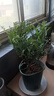 驅蚊蟲清香胡椒木盆栽防蚊室內綠植外四季好養(yǎng)凈化空氣 清香木 （7年苗）30-40cm精品加侖盆+肥料 曬單實拍圖