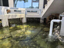 全福鯉 戶(hù)外錦鯉魚(yú)池過(guò)濾器大型水循環(huán)凈化系統304不銹鋼錦鯉池過(guò)濾設備 QL-50套餐適合0-20噸水包含水泵水管 曬單實(shí)拍圖