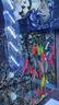 七彩天使魚(yú)魚(yú)觀(guān)賞魚(yú)小型熱帶魚(yú)淡水好養耐活活魚(yú)大號群游活體斑馬孔雀熱帶魚(yú)小型魚(yú)金魚(yú)錦鯉胎生魚(yú)燈科魚(yú)小魚(yú) 天使魚(yú)10條含2條備損 曬單實(shí)拍圖