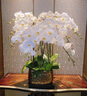 Only you【兩小時(shí)達】白色蝴蝶蘭帶花苞花劍花盆真花盆蘭花開(kāi)業(yè)教師節禮物 6株白色（瓷盆隨機） 曬單實(shí)拍圖