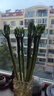 【帶根富貴竹轉(zhuǎn)運(yùn)竹龍竹】招財(cái)水培植物客廳彎竹開運(yùn)竹子盆栽花卉 50-55cm多頭龍竹--6支 曬單實(shí)拍圖
