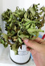 花翁梔子花帶花苞盆栽植物花卉【多分支大苗】梔子花+浪琴盆源頭直發(fā) 曬單實(shí)拍圖