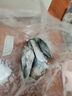 京喜加鲅魚段馬鮫魚段鮮活冷凍包冰15%深海魚中段切片青島鲅魚海鮮批發(fā) 精品鲅魚4/6兩切段 【4斤裝】 曬單實拍圖