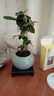 小盼菩提樹盆栽綠植物室內(nèi)花盆景辦公室桌面觀葉四季客廳好養(yǎng)活樹 菩提【帶果發(fā)貨】圓石墩陶瓷底座 帶盆栽好 曬單實(shí)拍圖