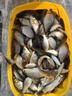 金龍 魚餌野釣窩料五谷雜糧底窩鯽魚鯉魚草魚青魚水庫重窩巨物打窩料 巨物霸草魚鯉魚巨物套餐1 曬單實拍圖