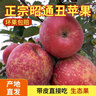 現(xiàn)摘當季云南昭通野生丑蘋果冰糖心蘋果水果新鮮脆甜大果5/10斤 中果70mm-75mm脆甜 5斤 曬單實拍圖