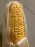 【精品甜玉米】新鮮水果玉米現(xiàn)摘嫩玉米黃金水果玉米整箱 1.8-2斤帶箱 2-3根 300g起/根 曬單實拍圖
