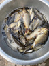 小鳳仙夜光漂咬鉤變色錘頭尾夜釣魚漂靈敏電子漂青草魚浮漂醒目近視漂 曬單實(shí)拍圖