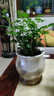 【帶盆高度15-20cm】特價(jià)水培驅(qū)蚊九里香七葉蓮盆栽好養(yǎng)驅(qū)蚊綠植 九里香+自動(dòng)吸水魚缸盆【1盆】 花盆口徑約為10cm 曬單實(shí)拍圖