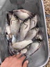 JCZS釣魚麥子麝香魚餌顆粒餌料直接掛鉤野釣競技窩料酒米鯽魚鯉魚草 紅蟲麥子 1瓶裝(避免小雜魚) 曬單實拍圖