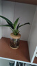 錦楓4盆裝水培植物室內好養(yǎng)新房辦公室吸除甲醛四季綠植帶瓶發(fā)貨 【超值4盆裝】如圖植物4顆+4個樹脂可視塑料花瓶 曬單實拍圖