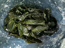 福建霞浦鹽漬海帶結(jié)新鮮特厚昆布無沙高泡發(fā)低鹽火鍋炒菜商用批發(fā) 鹽漬海帶結(jié)1包500g 曬單實(shí)拍圖