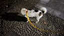 petlimit狗狗脖圈項(xiàng)圈小中大型犬頸圈泰迪金毛狗鏈脖套寵物用品柔軟 桔色S 曬單實(shí)拍圖