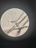 鳳凰（Phenix) XSP-02單目生物顯微鏡640倍專業(yè)高清小學中考教學款 曬單實拍圖