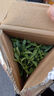 九層塔金不換盆栽新鮮羅勒葉廚房香料調味室外陽(yáng)臺綠植 帶原盆 精品苗16-21cm【送生根粉】 曬單實(shí)拍圖
