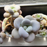 必品閣（bibigo）菌菇三鮮水餃 1200g 約48只 早餐夜宵 生鮮速食餃子 速凍食品 曬單實(shí)拍圖