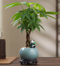 八芽盆栽發(fā)財樹植物室內(nèi)禪意招財樹盆景辦公室桌面綠植源頭直發(fā)包郵 辮子發(fā)財樹-圓肚盆-熊貓-密胺托 含盆 曬單實拍圖