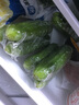 鮮姿東北旱黃瓜農(nóng)家自種新鮮現(xiàn)摘小青瓜蔬菜生吃脆蔬菜 旱黃瓜 5斤 曬單實(shí)拍圖