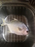 翔泰 海南大規(guī)格金鯧魚(yú)550g1條 海魚(yú) 生鮮魚(yú)類(lèi) 火鍋 海鮮水產(chǎn) 曬單實(shí)拍圖