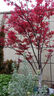 日本紅楓樹(shù)苗四季紅室外耐寒紅舞姬盆景盆栽大樹(shù)綠植庭院綠化植物 紅楓4公分粗帶土球 曬單實(shí)拍圖