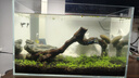 瘋狂水草亞馬遜水草泥和種子 魚(yú)缸水草泥造景套餐水草缸底砂底沙 水藻泥2L 曬單實(shí)拍圖