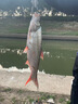 YGK G-SOUL8編pe線路亞線順滑遠(yuǎn)投大力馬主線ygk pe線海釣魚線主線旗艦店 新包裝100米【YGK G-SOUL PE線】 1.0號(hào) 曬單實(shí)拍圖