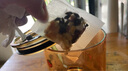 赤小豆薏米茯苓芡實祛濕茶胖東來品質養(yǎng)肝健脾養(yǎng)胃紅豆炒熟茶赤豆 中醫(yī)推薦茶[100包]紅豆薏米祛濕除濕氣 曬單實拍圖