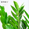 植男植女金錢(qián)樹(shù)大型盆栽植物室內客廳辦公室四季常青招財好養綠植源頭直發(fā) 曬單實(shí)拍圖