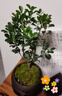八芽 小葉赤楠盆景擺件室內(nèi)綠植花卉盆栽老樁客廳辦公室桌面好養(yǎng)植物 （【熱銷款】舍得紫砂盆赤楠+苔蘚+底座） 曬單實(shí)拍圖