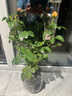 果汁陽臺(tái)月季花苗四季開花卉盆栽綠植物室內(nèi)花易活玫瑰帶花苞庭院 果汁陽臺(tái)【大花濃香，月月開分枝多】 【帶花苞】【盆口徑15cm】原盆冠25高35 曬單實(shí)拍圖