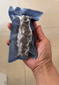 京東京造大連有機(jī)冷凍即食海參500g*3 共24-30只 遼刺參禮盒 曬單實(shí)拍圖