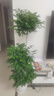 愛(ài)優(yōu)尚幸福樹(shù)盆栽客廳室內大型綠植辦公室喬遷新家綠寶凈化空氣源頭直發(fā) 曬單實(shí)拍圖