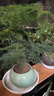 花翁盆栽植物中式禪意盆景綠植 文竹+綠冰裂釉陶盆+底架源頭直發(fā) 曬單實拍圖