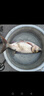 鰱鳙專(zhuān)用鉤新型翻板鉤釣組水怪方塊餌伊勢尼魚(yú)鉤海桿浮釣爆炸鉤 旋轉軸承款 鬼牙鉤 5包 伊勢尼有刺12號 曬單實(shí)拍圖