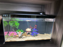 當貝智能生態(tài)魚缸1Ultra 一體缸自循環(huán)魚缸+希騰蘑菇屋造景套餐 曬單實拍圖