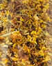胖東L來(lái)鮮桂花裝無(wú)硫新鮮泡茶正宗金桂花干桂花泡水喝花草茶 無(wú)硫無(wú)熏/可泡茶可做甜品 特級桂花【3罐*30·g】桂香濃郁 曬單實(shí)拍圖