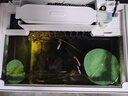 碗蓮種子水培花卉植物四季開(kāi)花盆栽室內水生水養易活睡蓮荷花種子 成活100%【10-13大粒開(kāi)口混色】 曬單實(shí)拍圖
