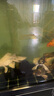 瘋狂水草（FKSC）蝴蝶鯉魚(yú)糧1000g3.0mm中顆粒飼料魚(yú)食 增體增色增白不渾水高蛋白 曬單實(shí)拍圖