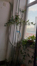 南天竹水培盆栽綠植火焰紅室內帶根樹苗客廳辦公室盆景庭院種植花 南天竹帶根150-180厘米【2-3枝干】 不含盆 曬單實拍圖