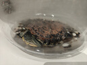 寸金（INCH-GOLD）烏龜糧龜糧烏龜飼料巴西龜豬鼻龜食水龜養龜專(zhuān)用飼料陸蝦干通用 100g中顆粒*5包 曬單實(shí)拍圖